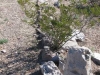 cookes-canyon-036